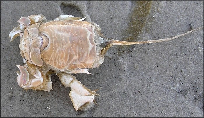 “Tiểu huỳnh đế” quý hiếm ở vùng biển Sa Huỳnh có gì đặc biệt?